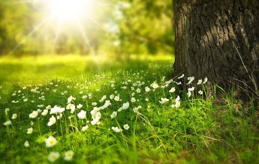 Giornata Internazionale della Poesia - Sono nata il 21 a primavera Giornata Internazionale della Poesia